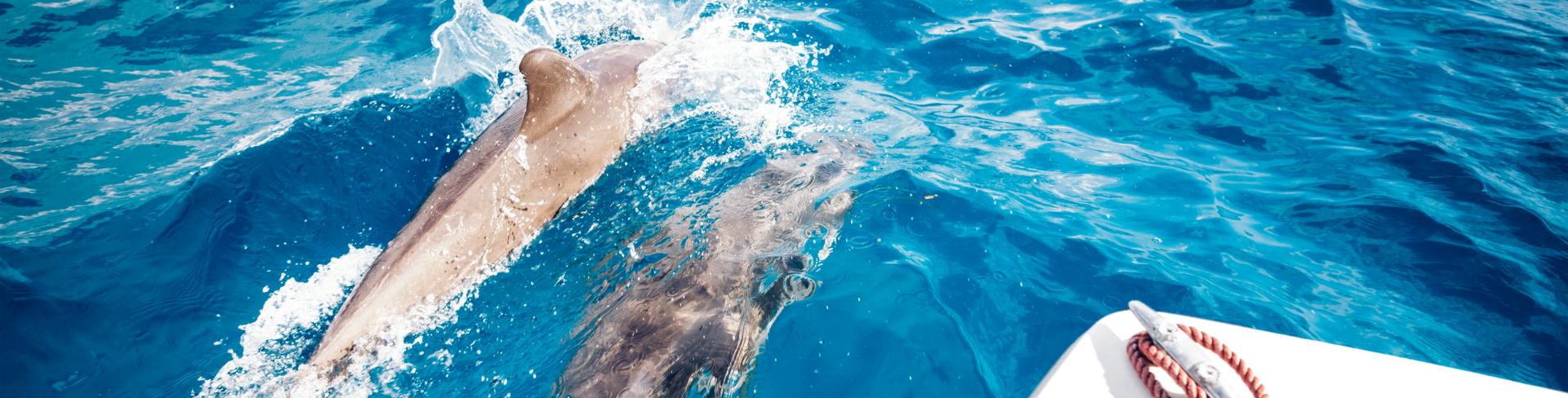 The view from an open sea boat with dolphins.