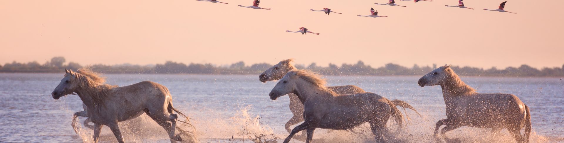 Horses gallop through shallow waters at sunset.
