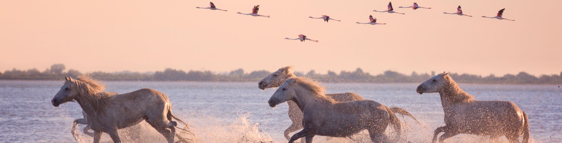 Horses gallop through shallow waters at sunset.