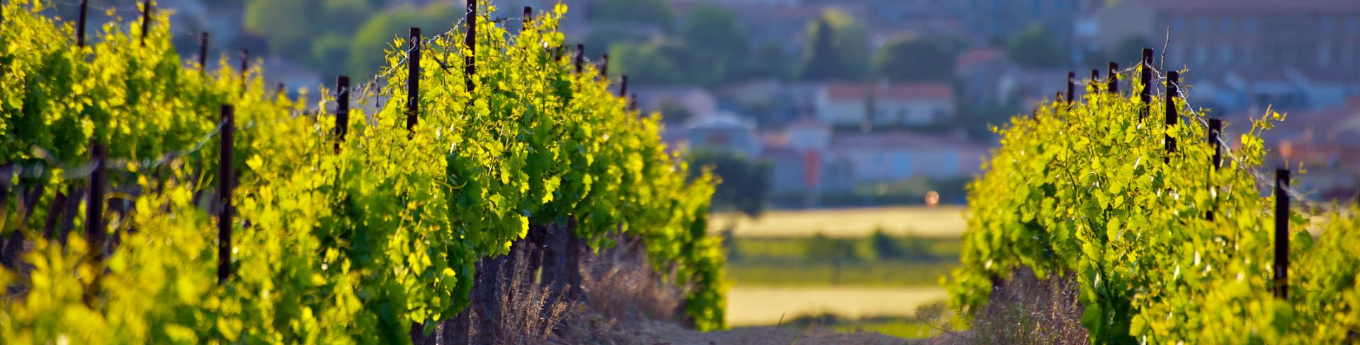The sun shines on rows of grapes in a vineyard.