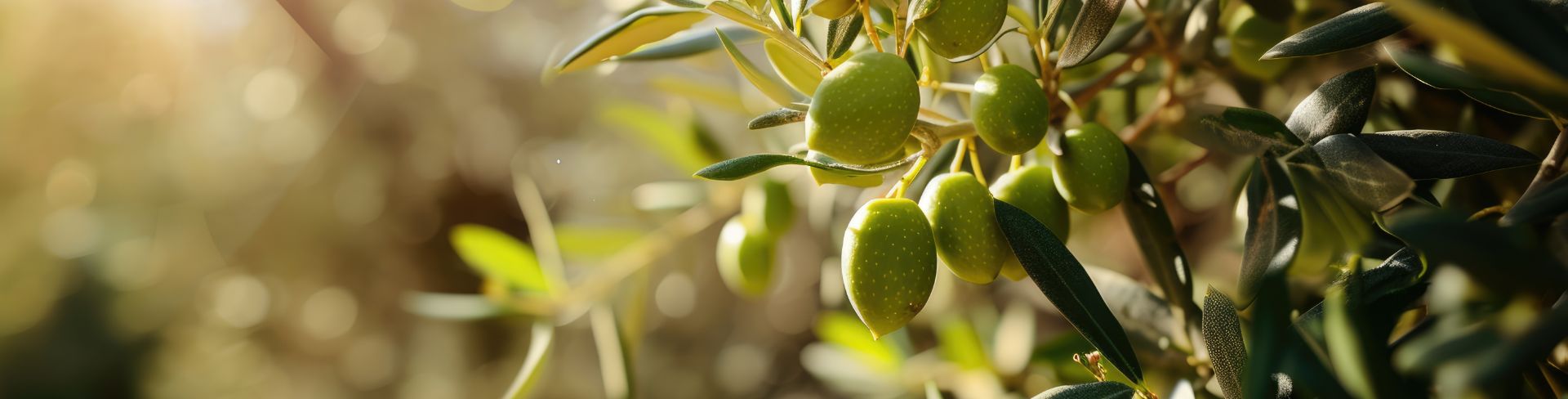 Olives glow on olive trees lit by the sunlight. 