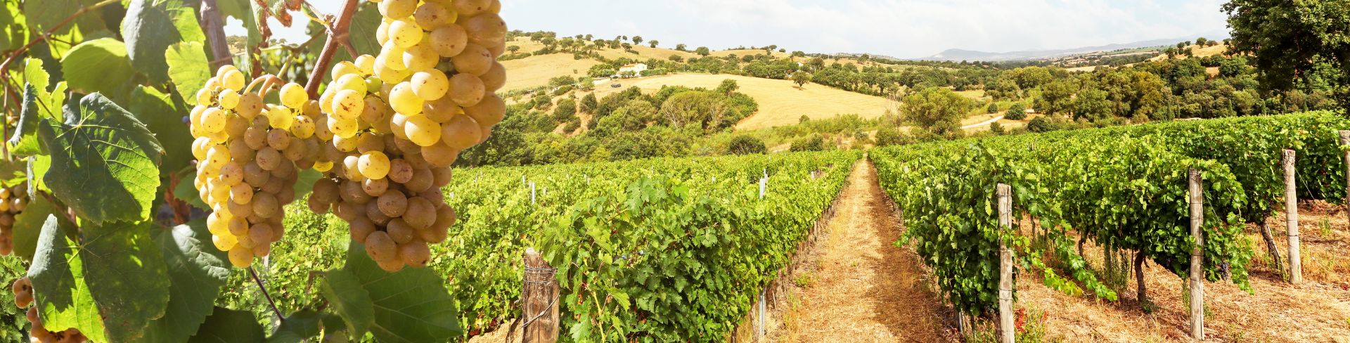 The sun shines on rows of grapes in a vineyard.