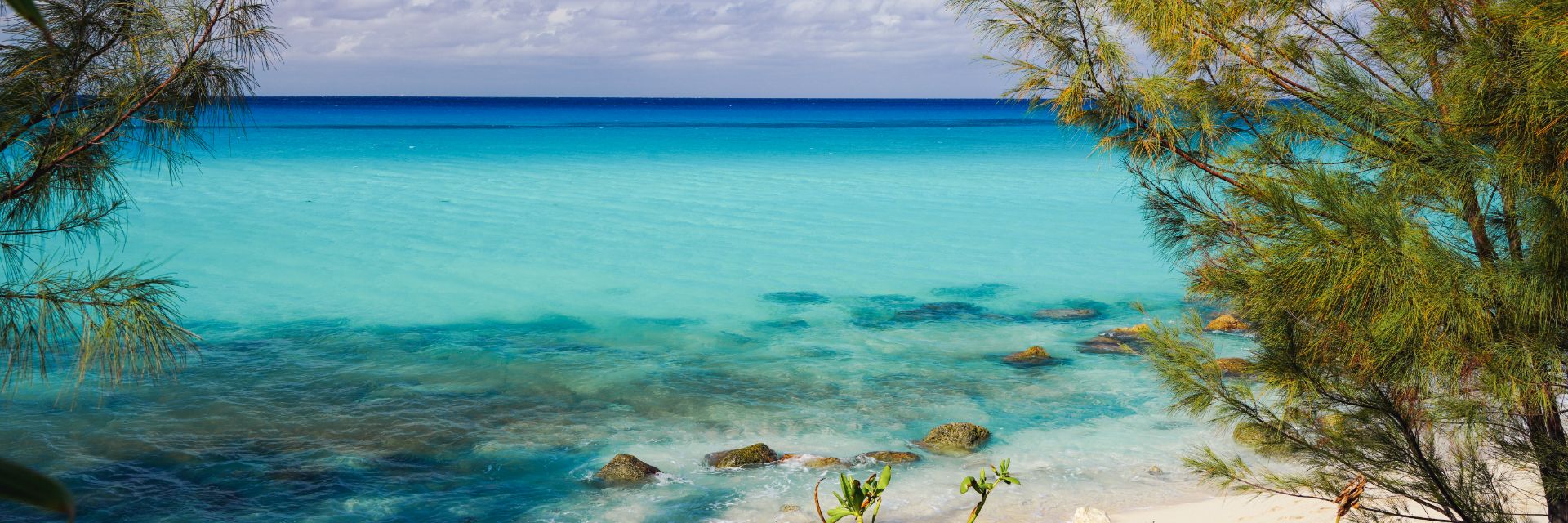 Trees sit before teal blue ocean waters.