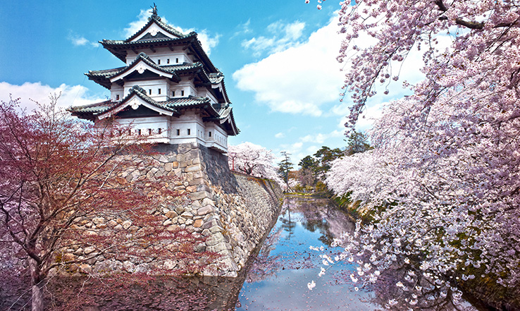 Cherry Blossoms line a calm waterway.