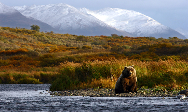 A bear sits on the side of a moving river.