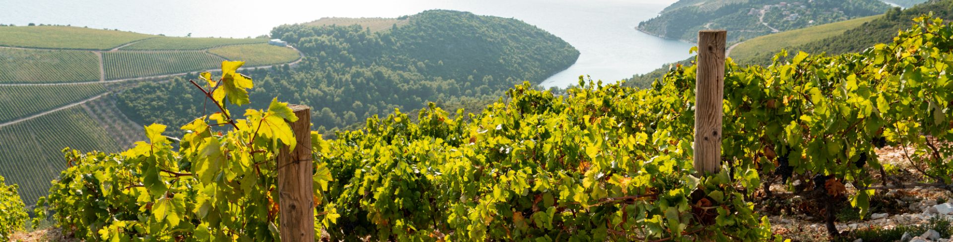 Rows of grapes sit on a mountainside overlooking a calm waterway.