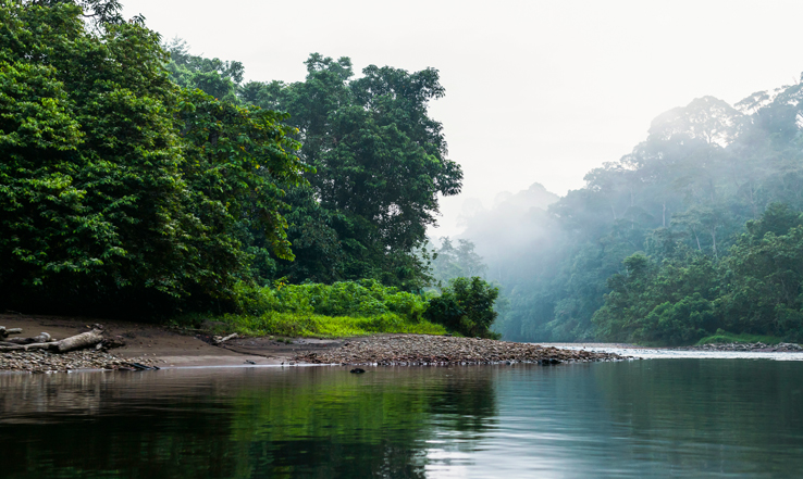 Mist in Ulu Temburong National Park, a rainforest in Brunei.