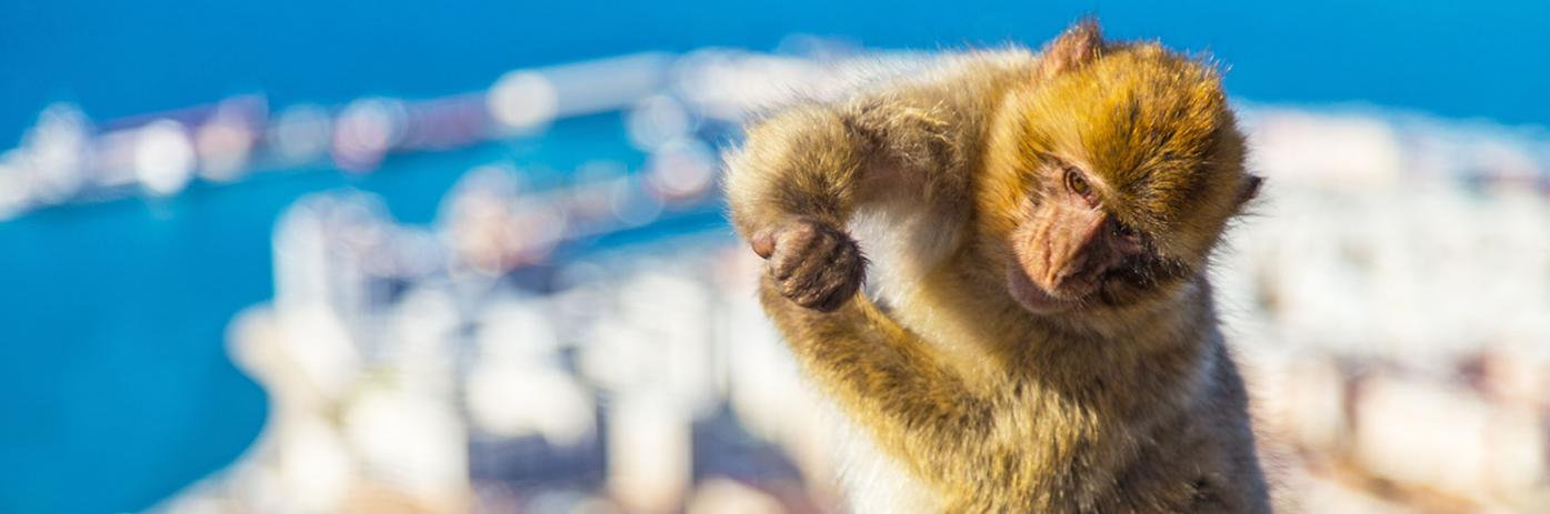 A monkey stands alert with blue skies and cityscape behind it.