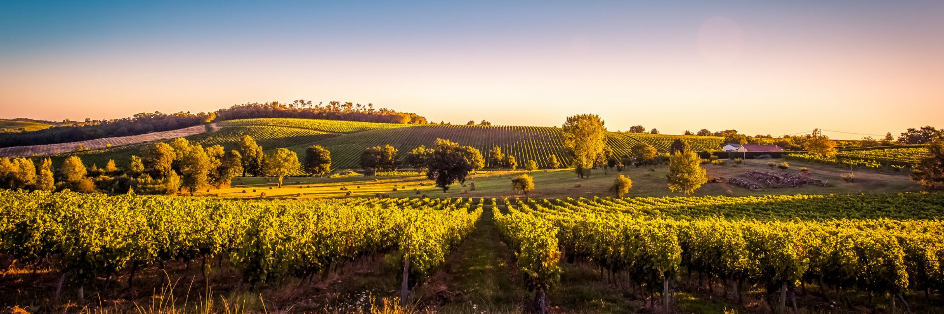 The sun sets over a bright green vineyard.