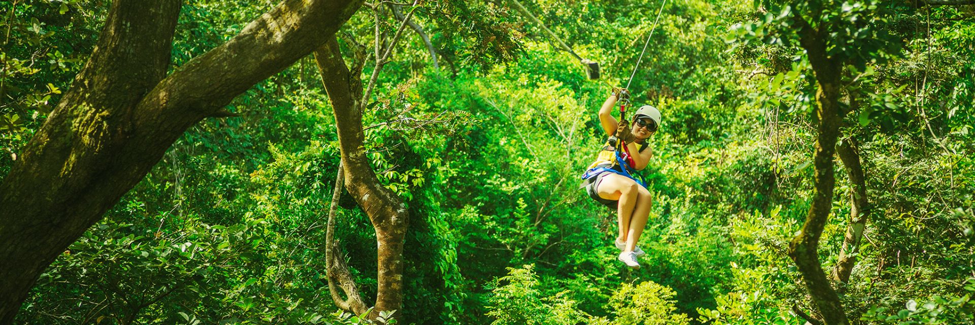 Zipline running through forest