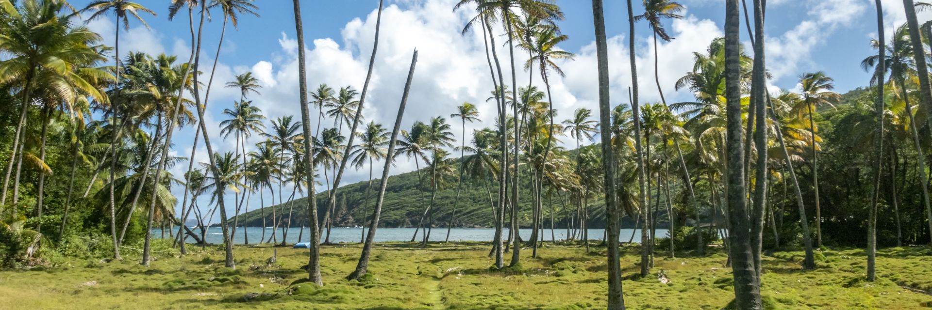 Palm trees scattered around a grassy area in front of the ocean