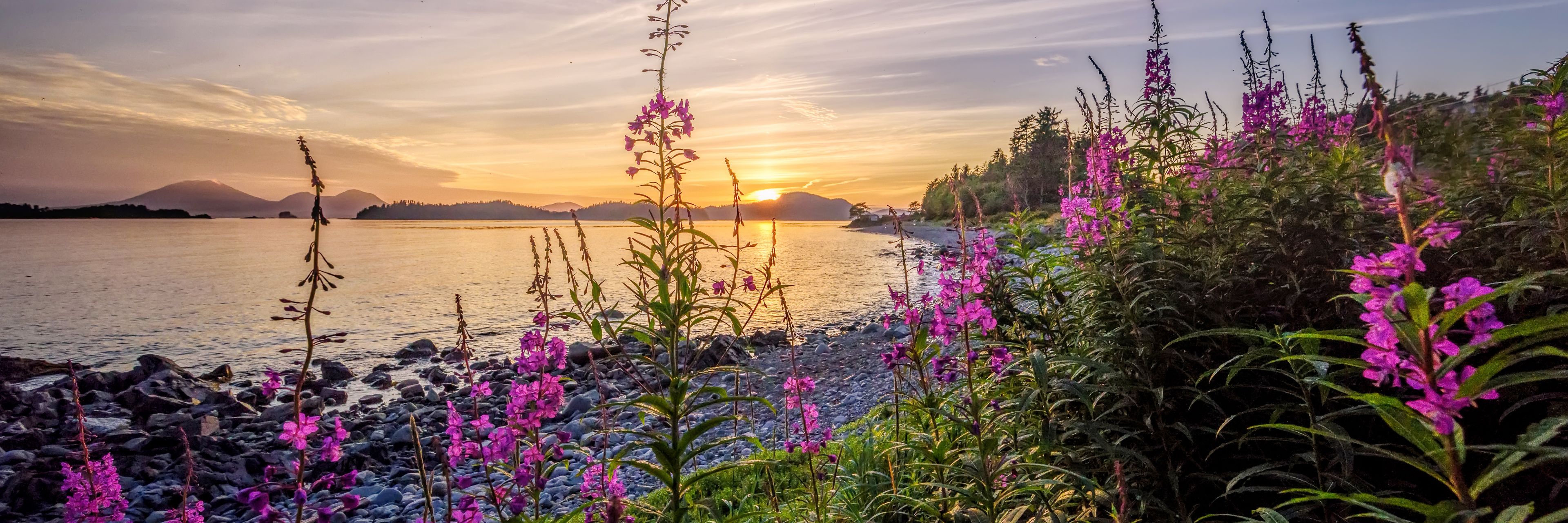 Pink flowers grow along a waterway with a sunset in the background.