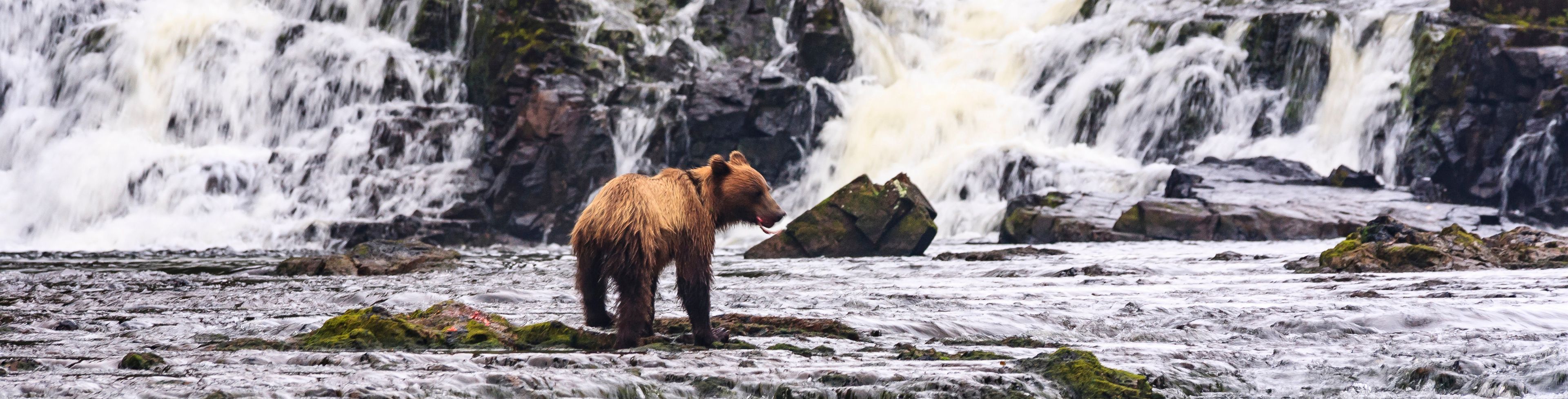 A small bear stands on a rock near a waterfall waiting to catch its next meal.