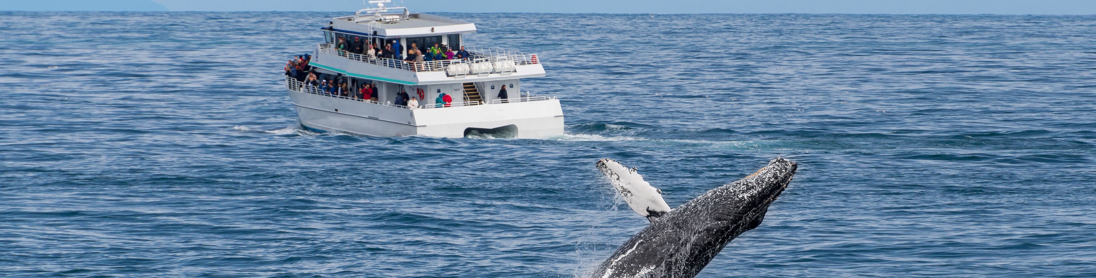 A whale jumps out of the water in front of a small sightseeing boat.