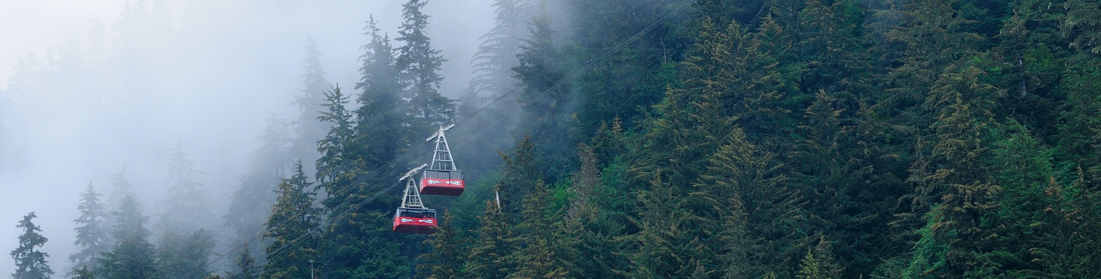 Fog rises from a collection of trees