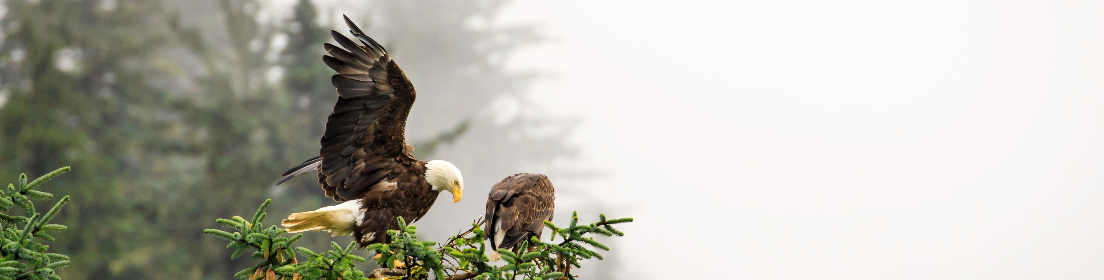 An eagle lands atop a tall tree.