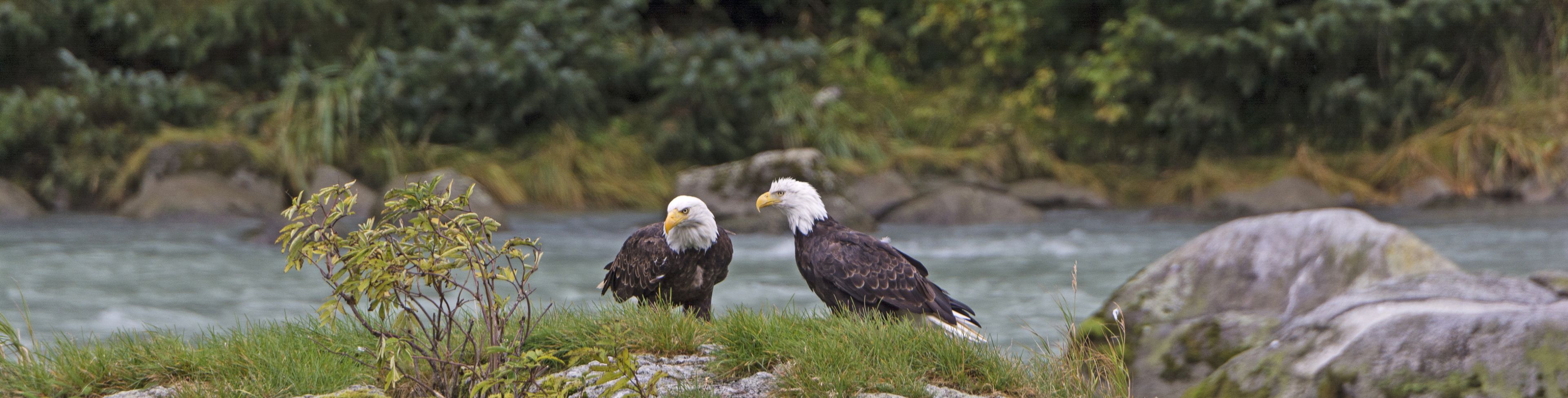 Two bald eagles stand on a rock in the middle of a moving waterway.