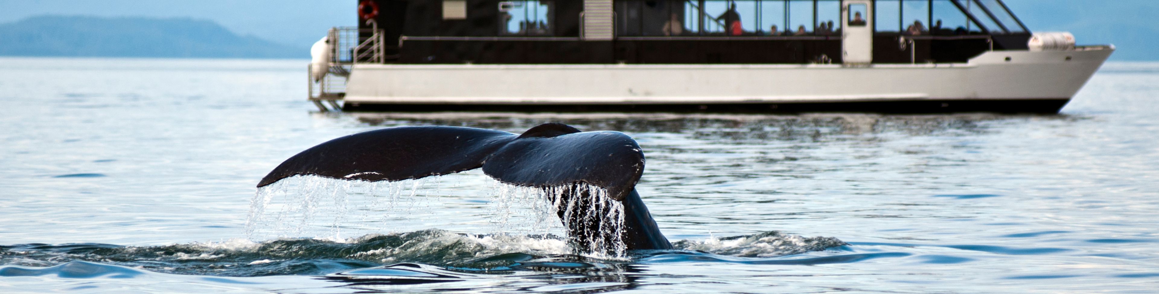 A whales tail breaches the water before a sightseeing boat. 