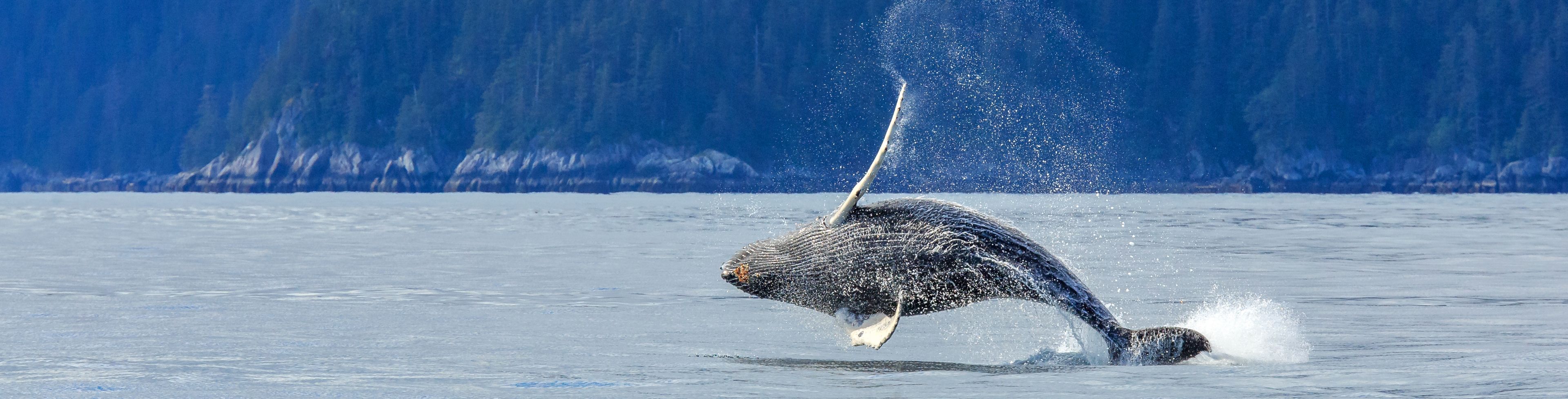 A whale breaches the water with a tree covered mountainside in the background.