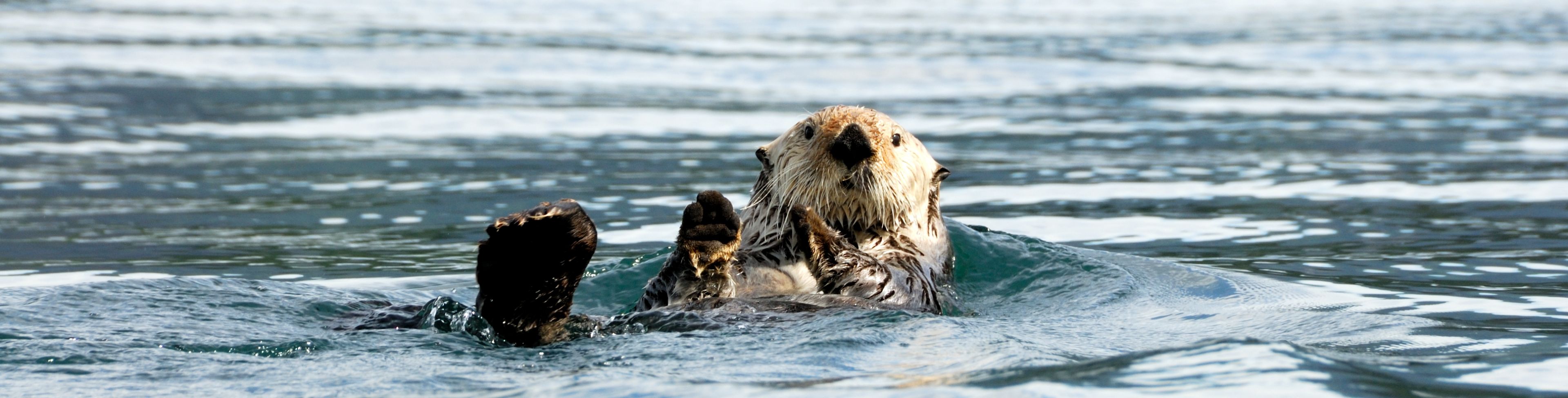 An otter floats belly up through calm waters.