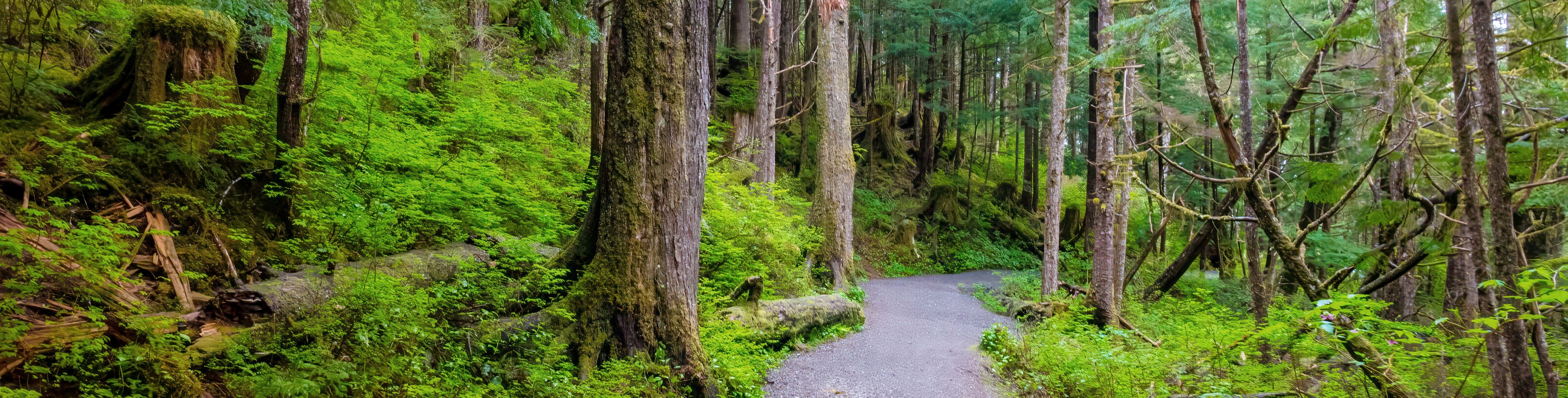 A walkway leads through bright green flora.