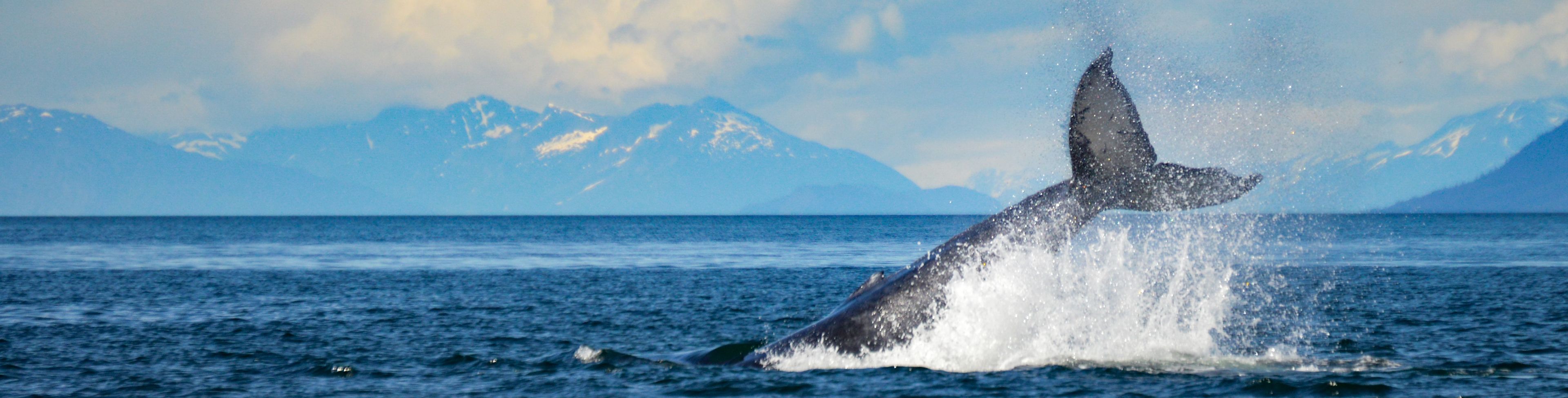 A whales tail breaches dark blue ocean waters.