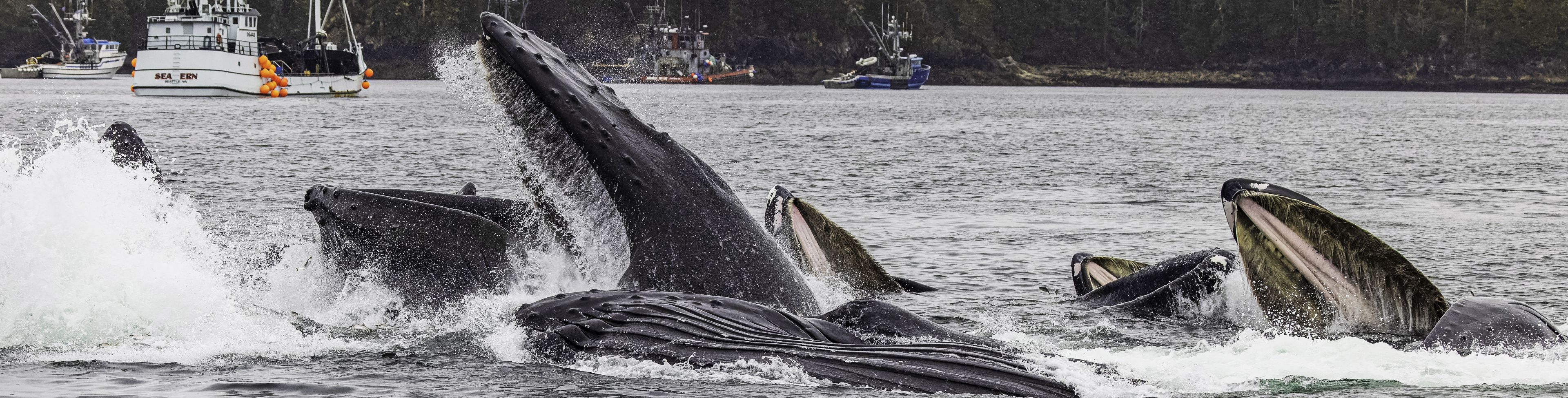 Multiple whales breach deep blue ocean waters.