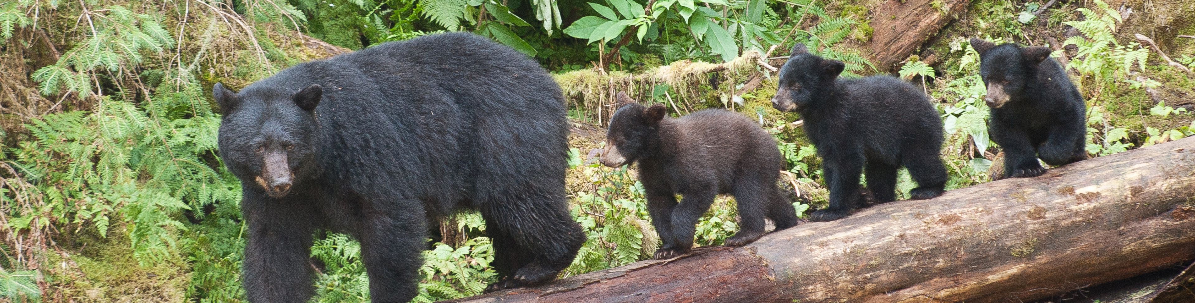 A mother bear and three cubs walk across a log surrounded by greenery.