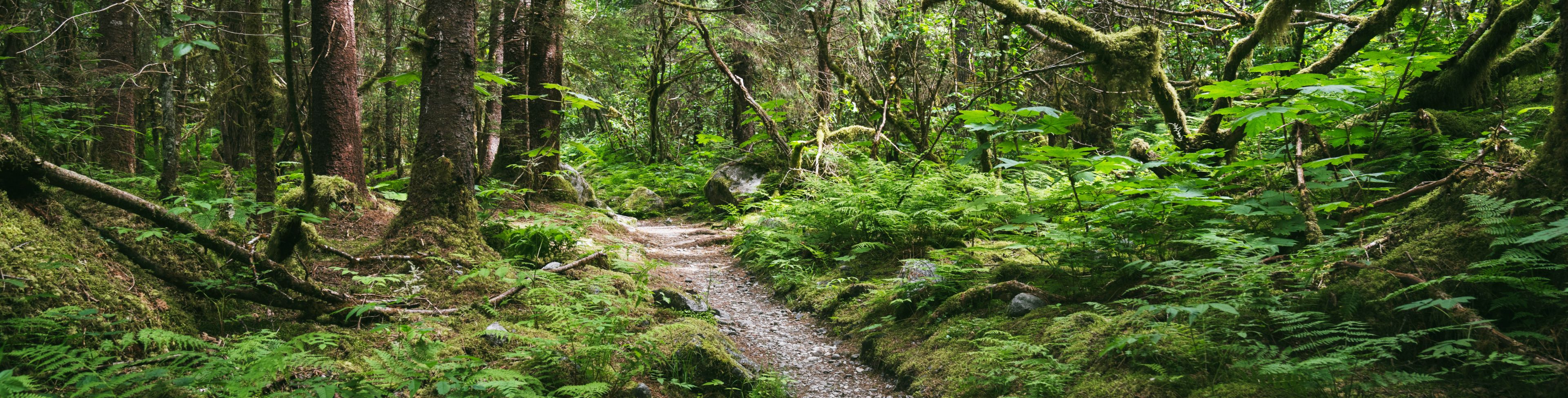 A pathway leads through a heavily forested area.