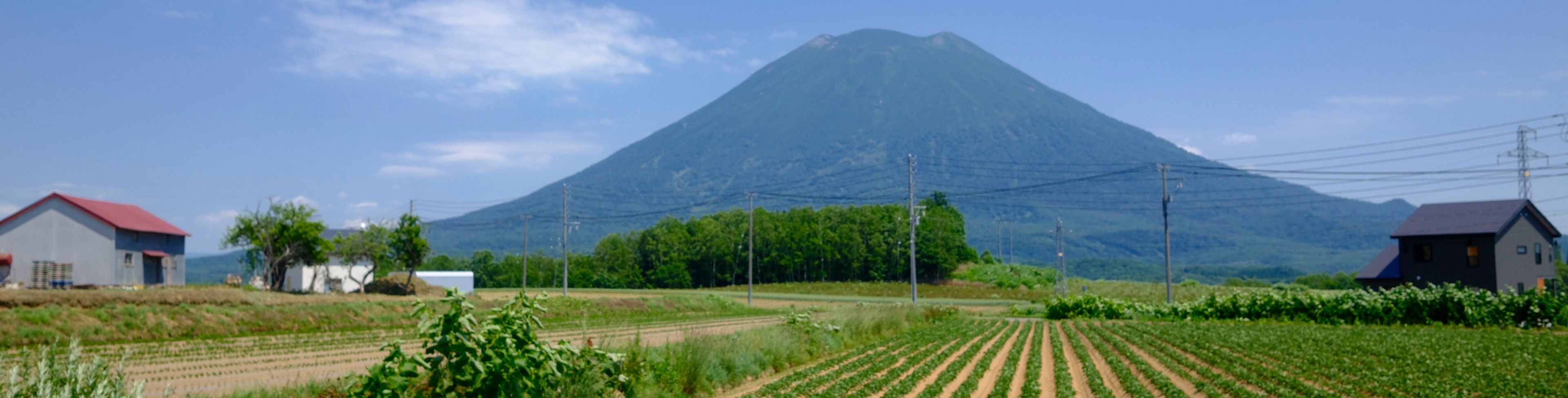 Rows of green crops on a farm. 