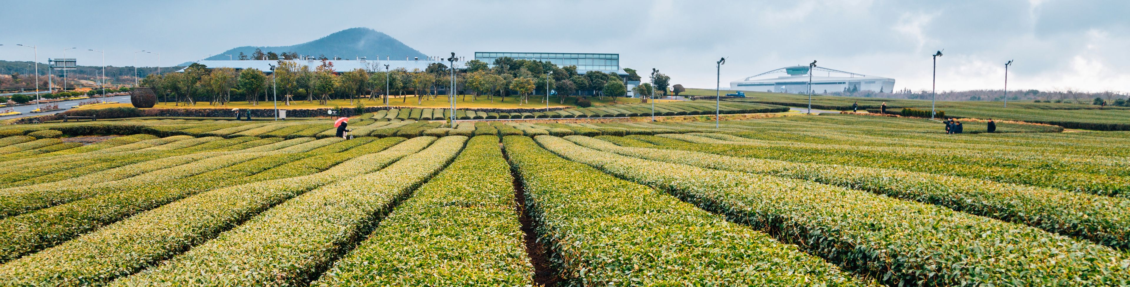 Rows of green crops on a farm. 