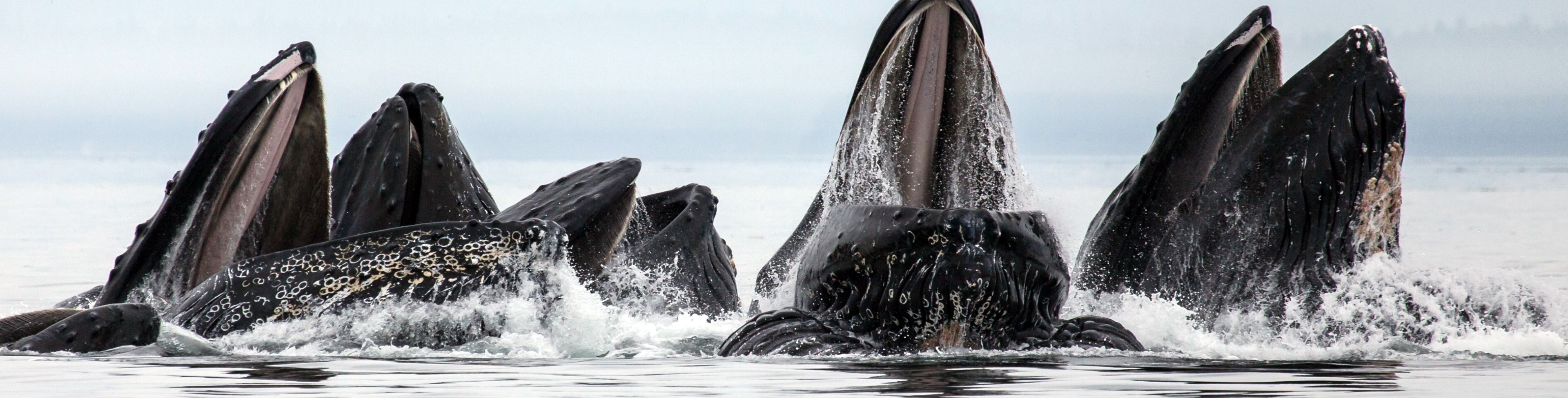 Multiple whales breaking surface head first in ocean. 