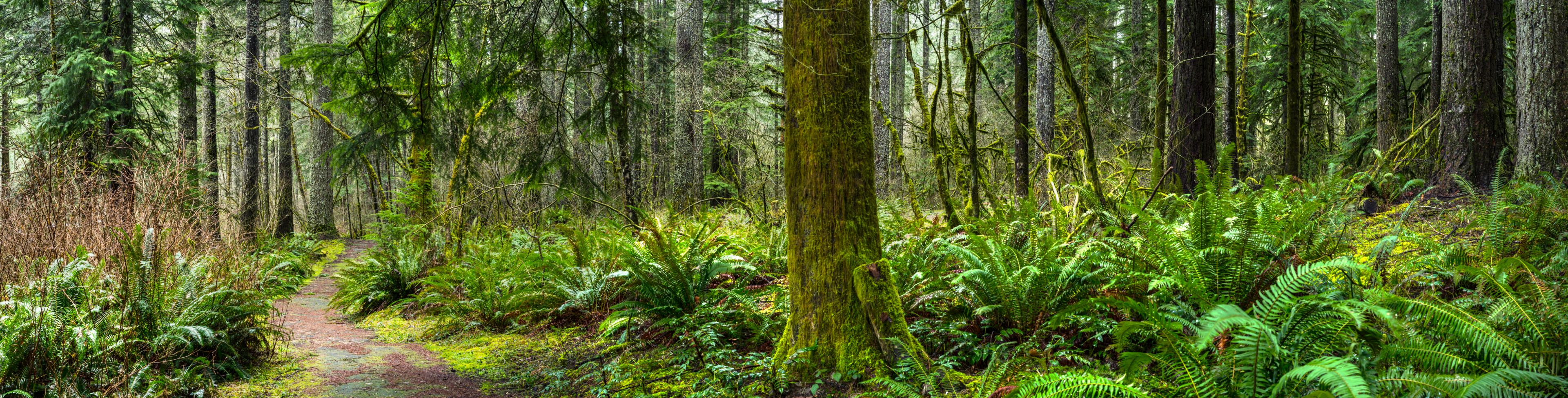 Trail along green forest life. 