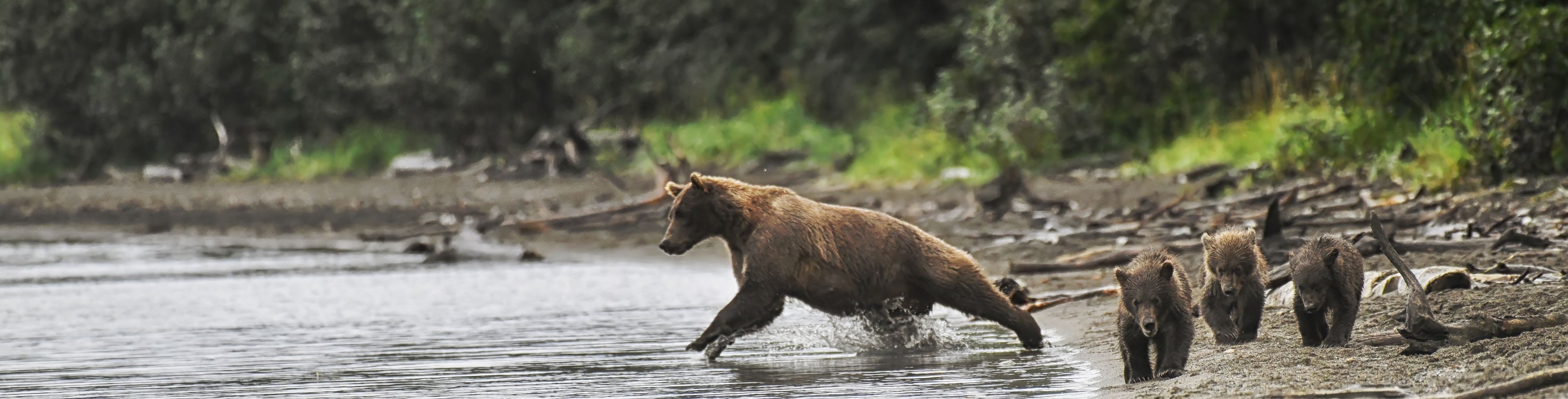 Mama bear fishing for three cubs on the beach. 