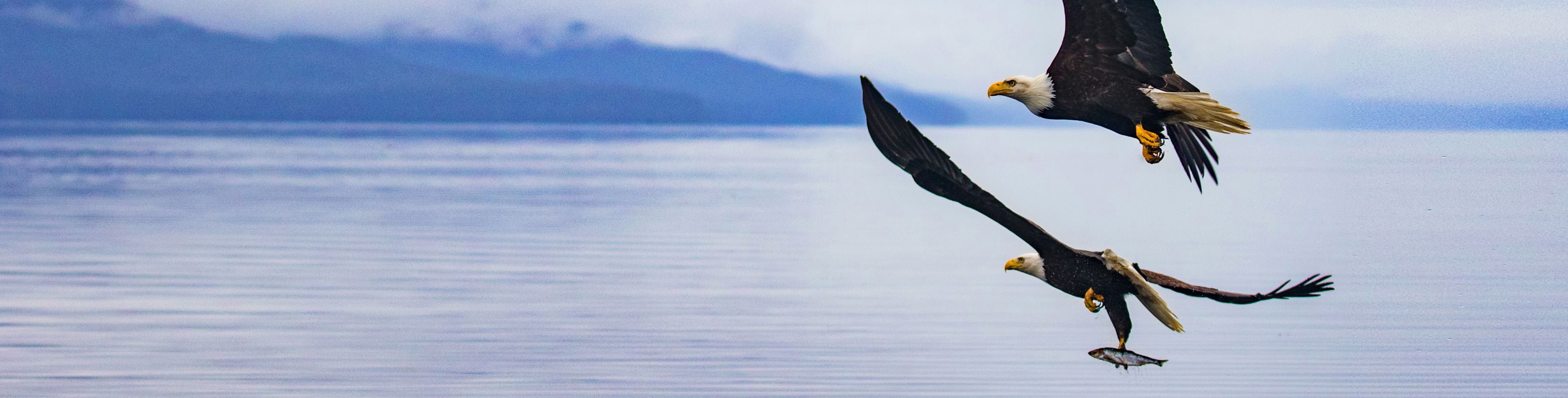 Two bald eagles flying looking for fish. 