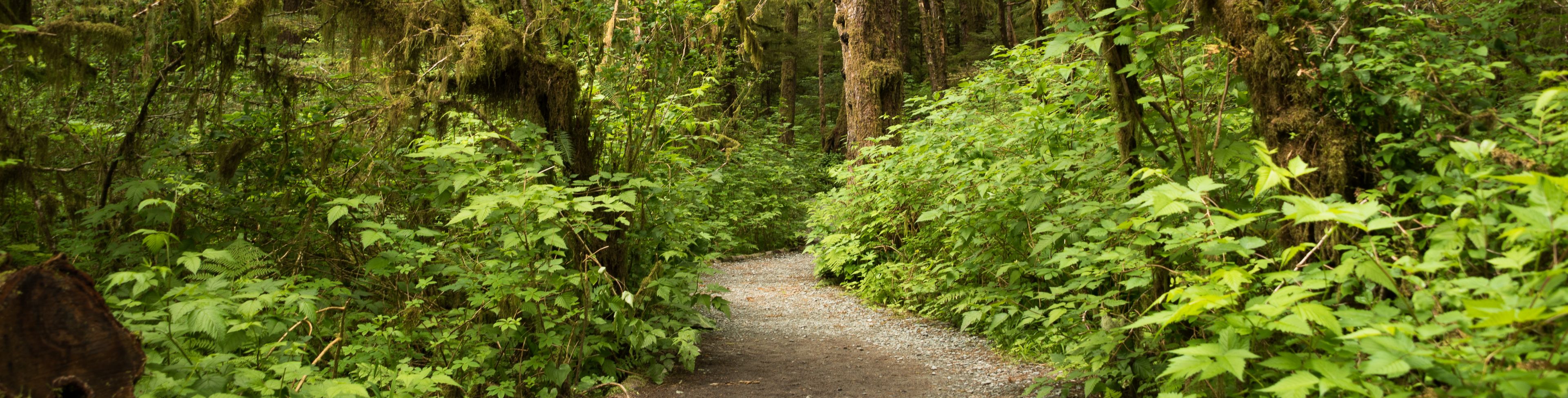 Trail along green forest life. 