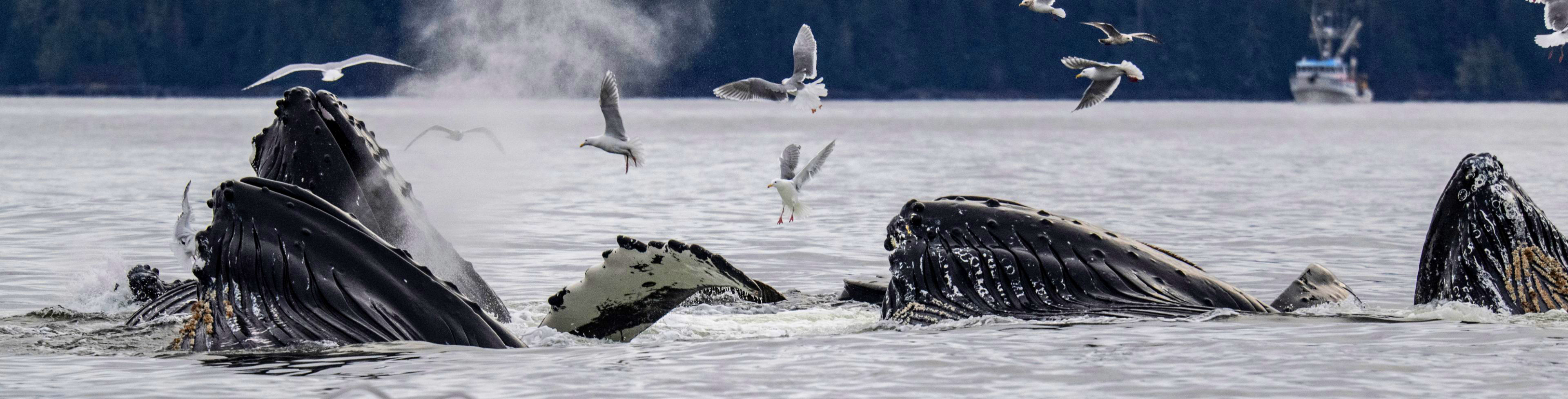 Whales breaching the water with seagulls flying above them.