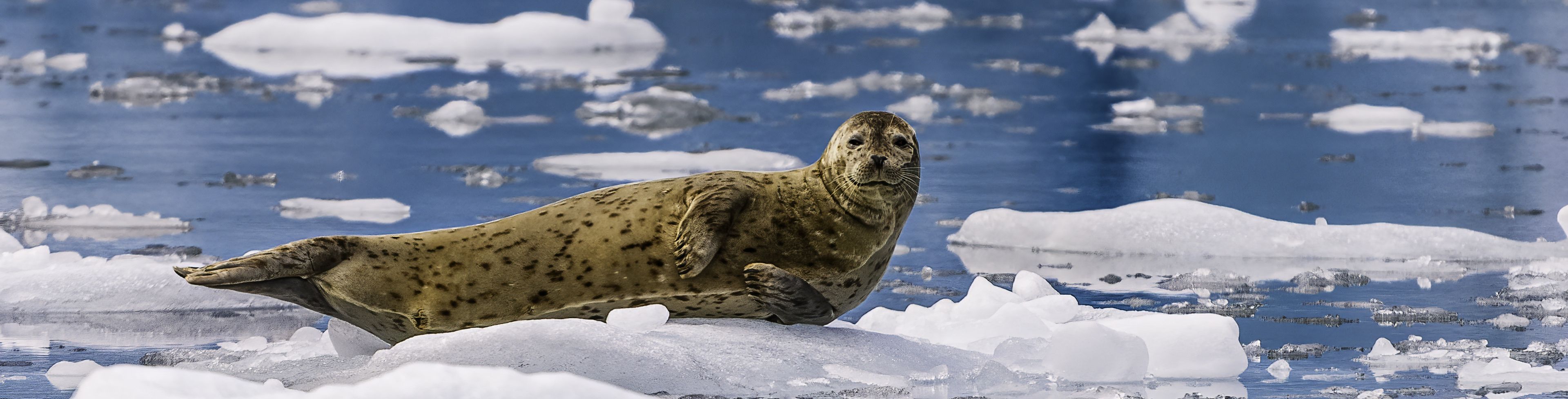 Sea-lion laying on a glacier in the water. 