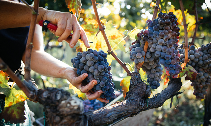 People grabbing and cutting bunches of grapes from the vine. 