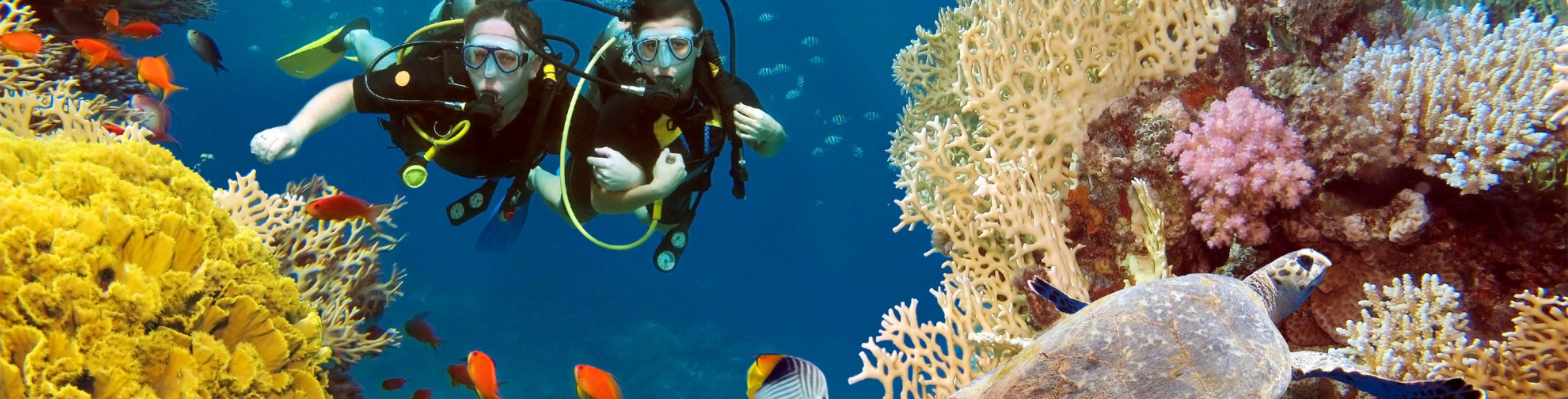 Two people scuba diving in the ocean. 