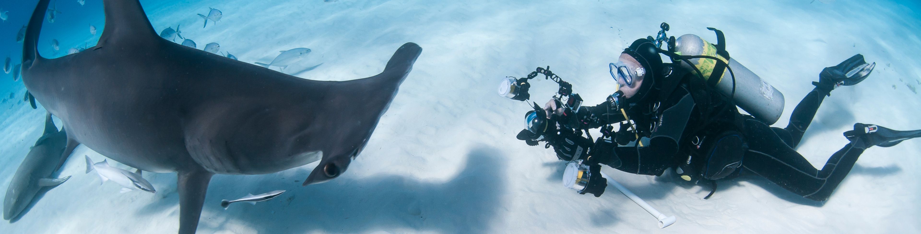 Scuba diver taking a video or picture of hammer head shark in the ocean. 