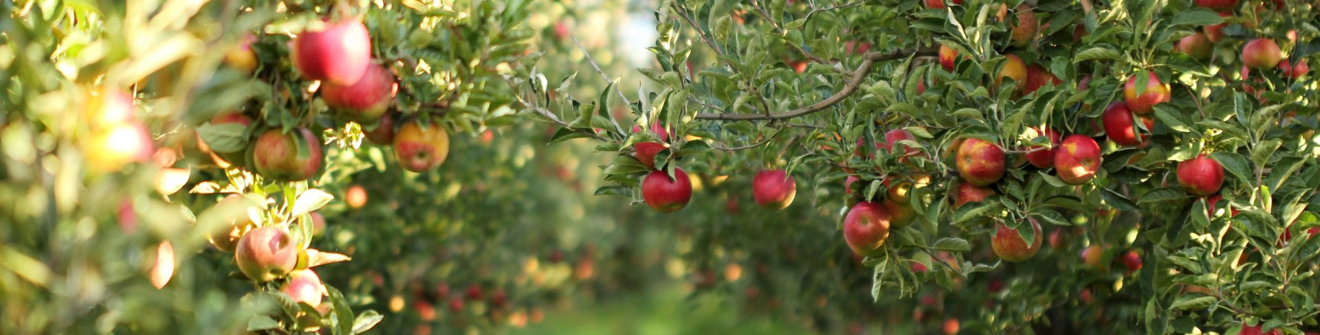 Apple orchard of trees full of many red apples. 