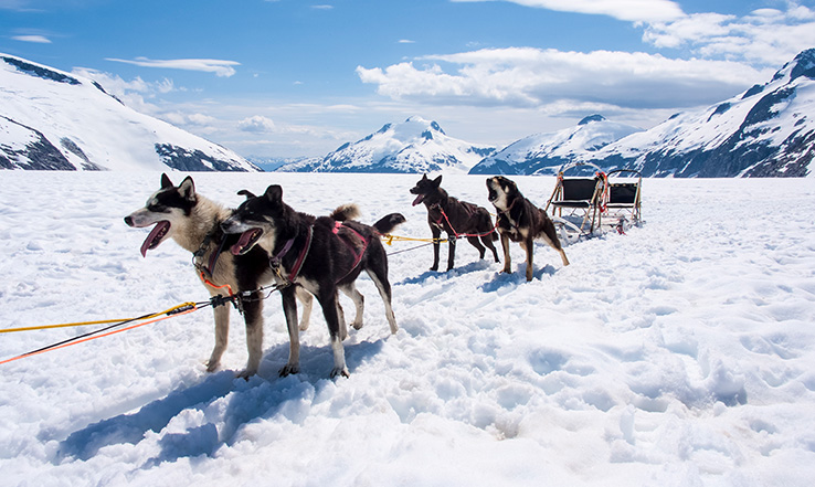 Huskies pulling a sled.