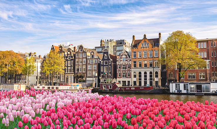 Garden of tulips, across a river from some buildings. 