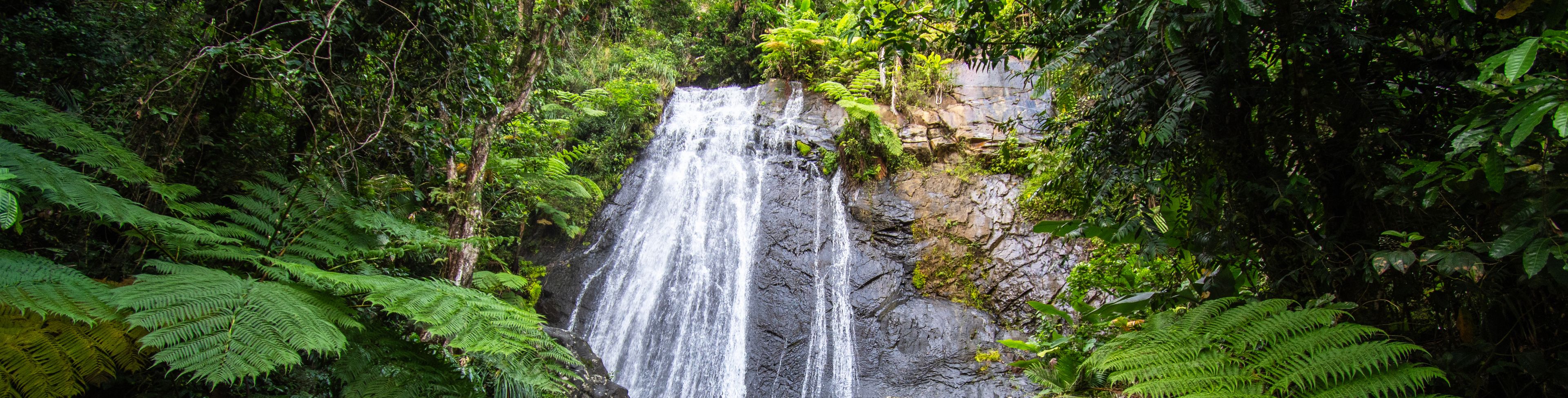 Waterfall in a forest. 
