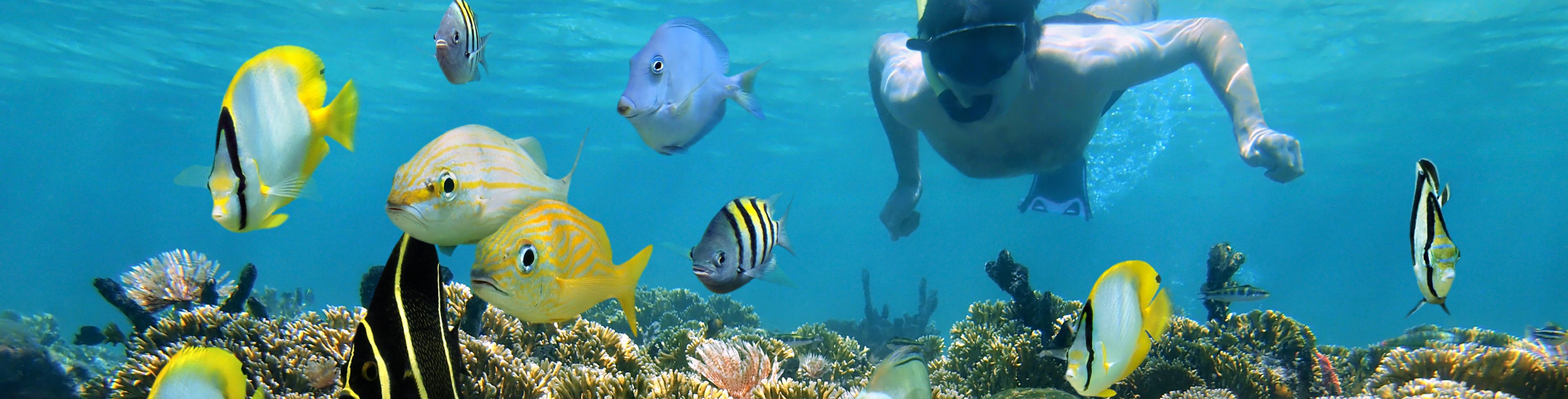 Man snorkeling underwater in the ocean above a coral reef. 