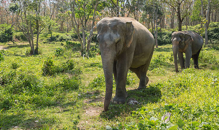 Two elephants walking along a path. 