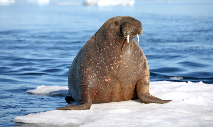 A walrus on a glacier in the ocean. 