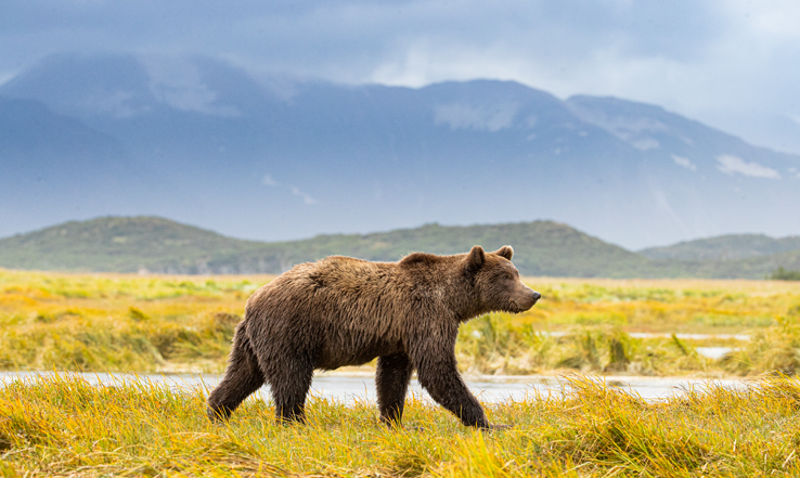 Grizzly bear walking in a field. 