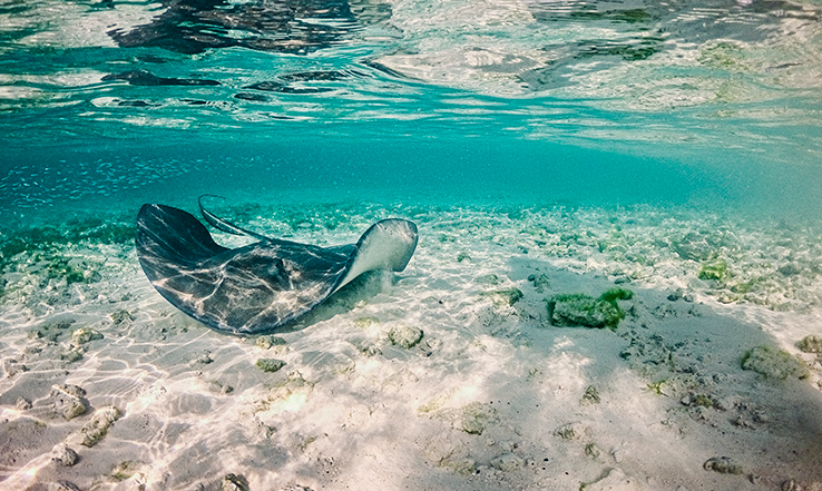 Sting ray swimming underwater, near the ocean floor.
